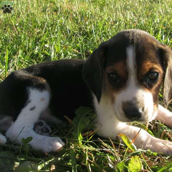 Leslie, Beagle Mix Puppy